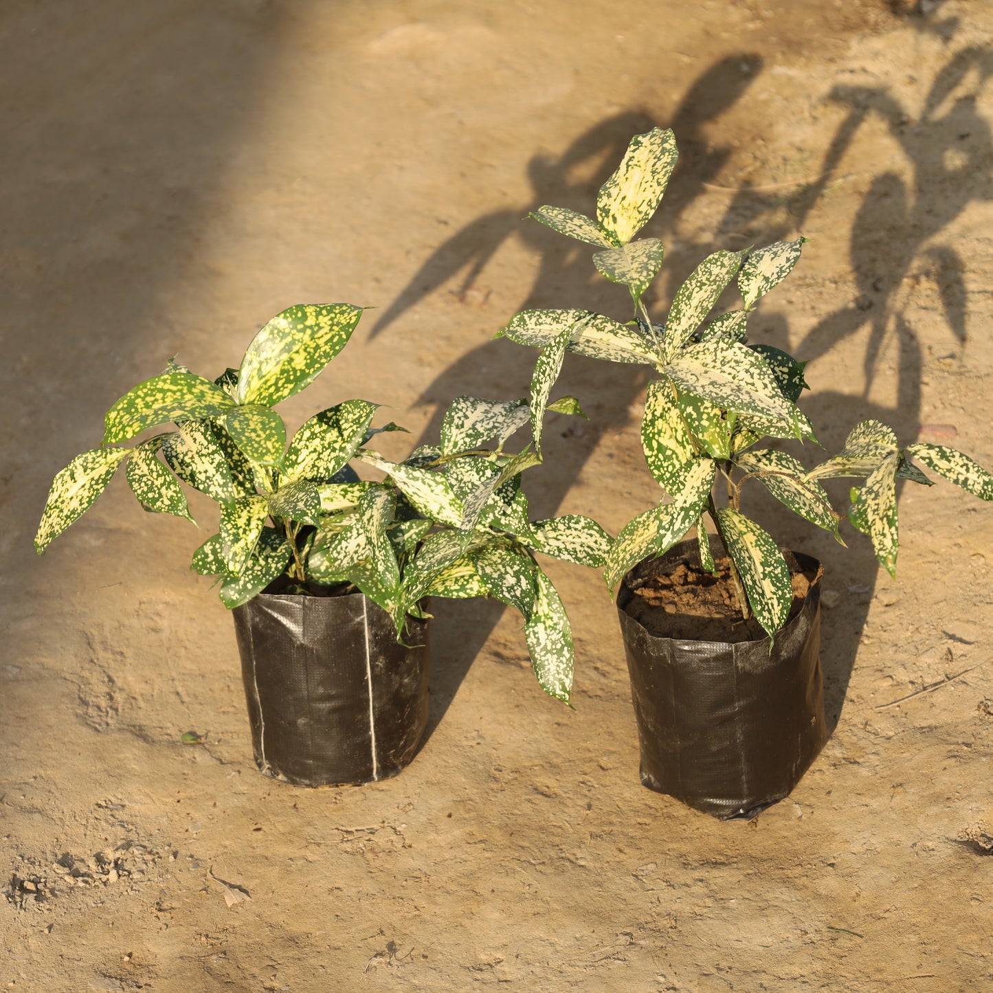 Set of 2 Dracaena Silver Dust in 4 Inch Nursery Bag