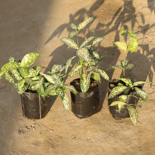 Set of 3 Dracaena Silver Dust in 4 Inch Nursery Bag