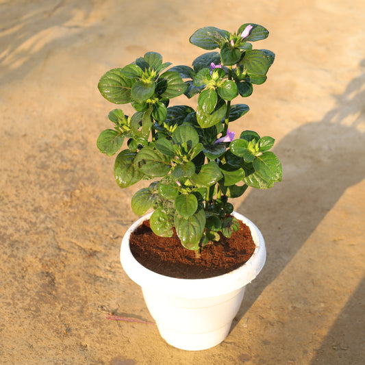 Barleria Cristata / Philippine Violet in 8 Inch White Classy Plastic Pot