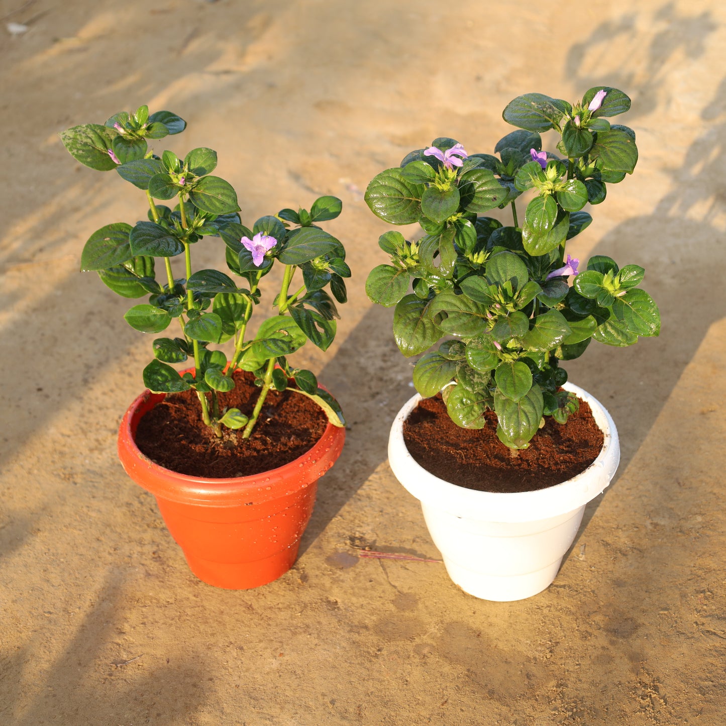 Set of 2 Barleria Cristata / Philippine Violet in 8 Inch White & Red Classy Plastic Pot