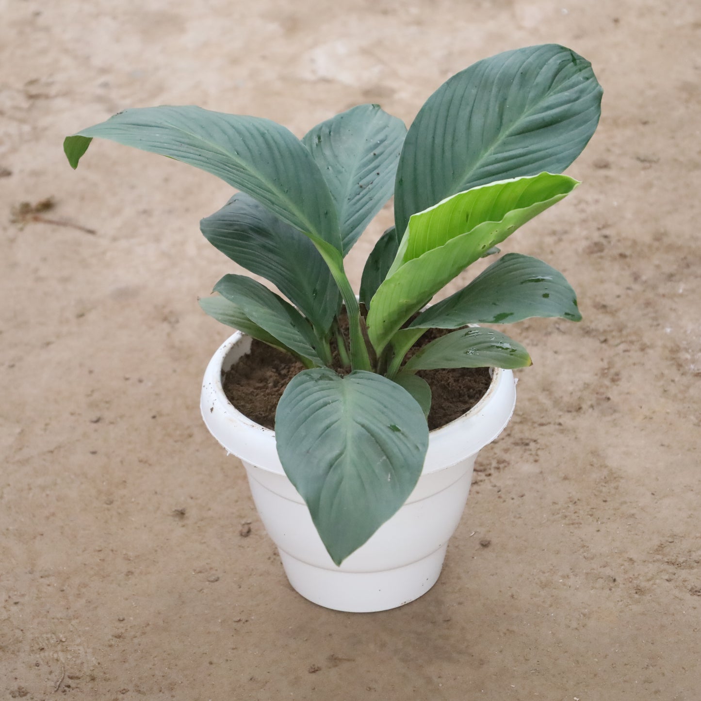 Peace Lily Broad Leaf in 8 inch White Classy Plastic Pot