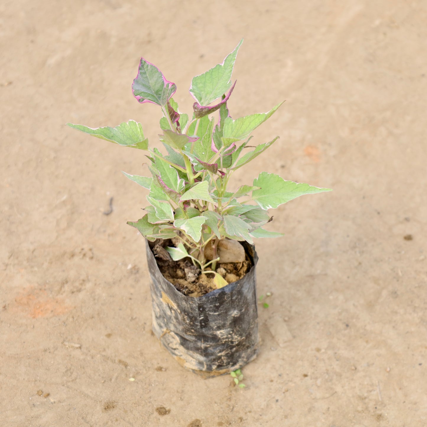 Ipomea-Sweet potato vine Variagated |  4 inch polybag