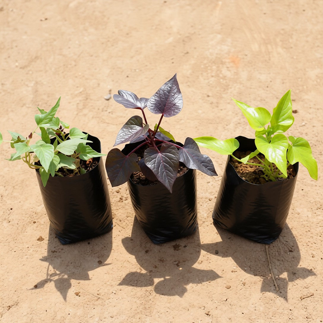 Set of 3 Ipomea-Sweet potato vine white, black and yellow | 4 inch polybag