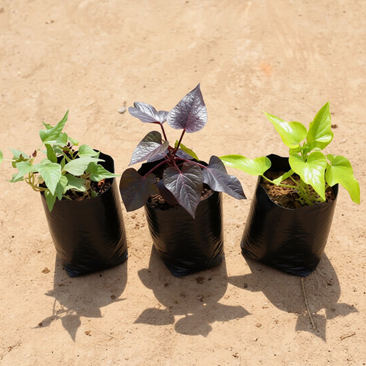 Set of 3 Ipomea-Sweet potato vine white, black and yellow | 4 inch polybag