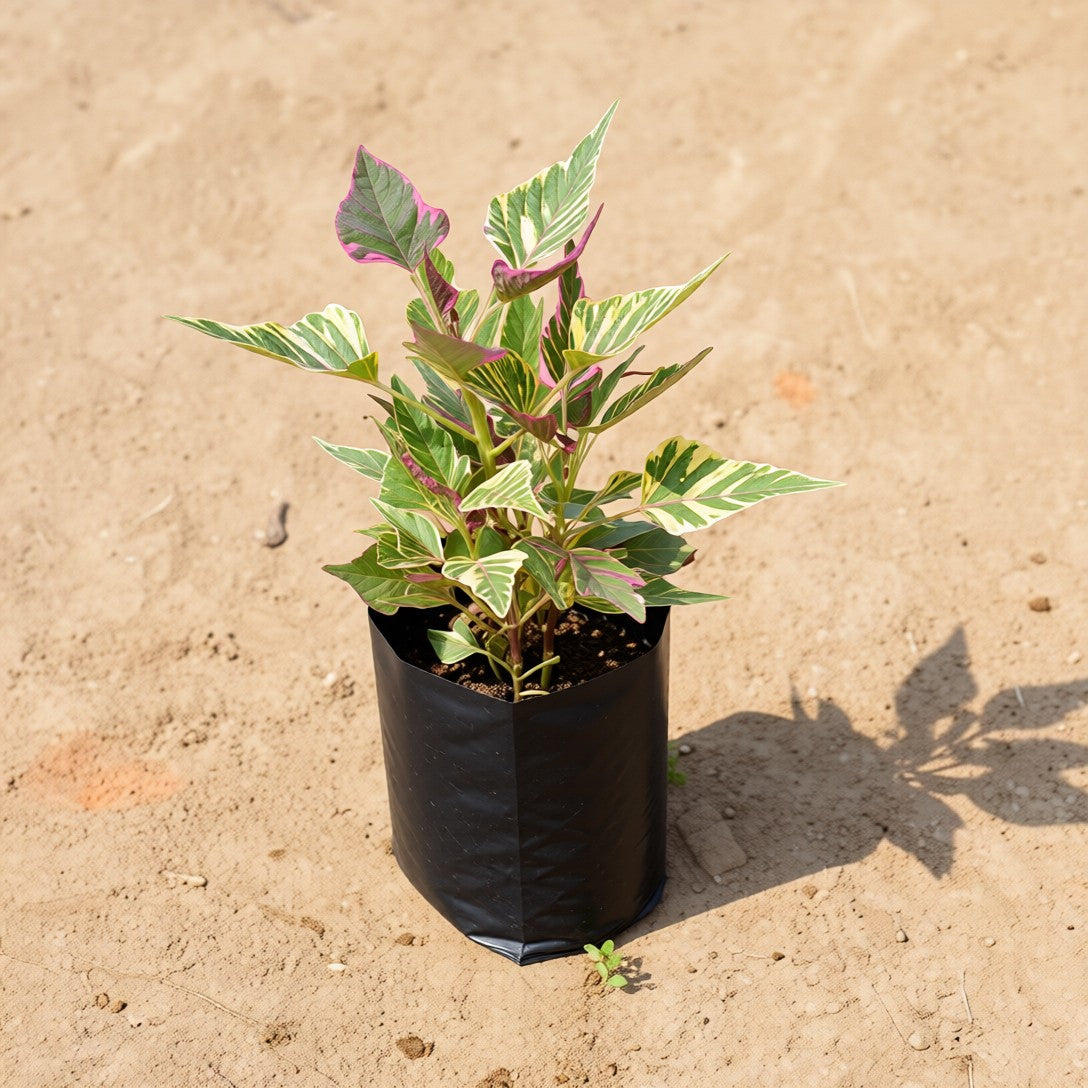 Ipomea-Sweet potato vine Variagated |  4 inch polybag