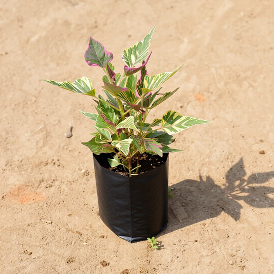 Ipomea-Sweet potato vine Variagated |  4 inch polybag