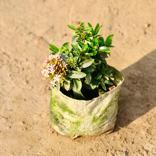 Ixora Dwarf pink |  4 inch nursery bag