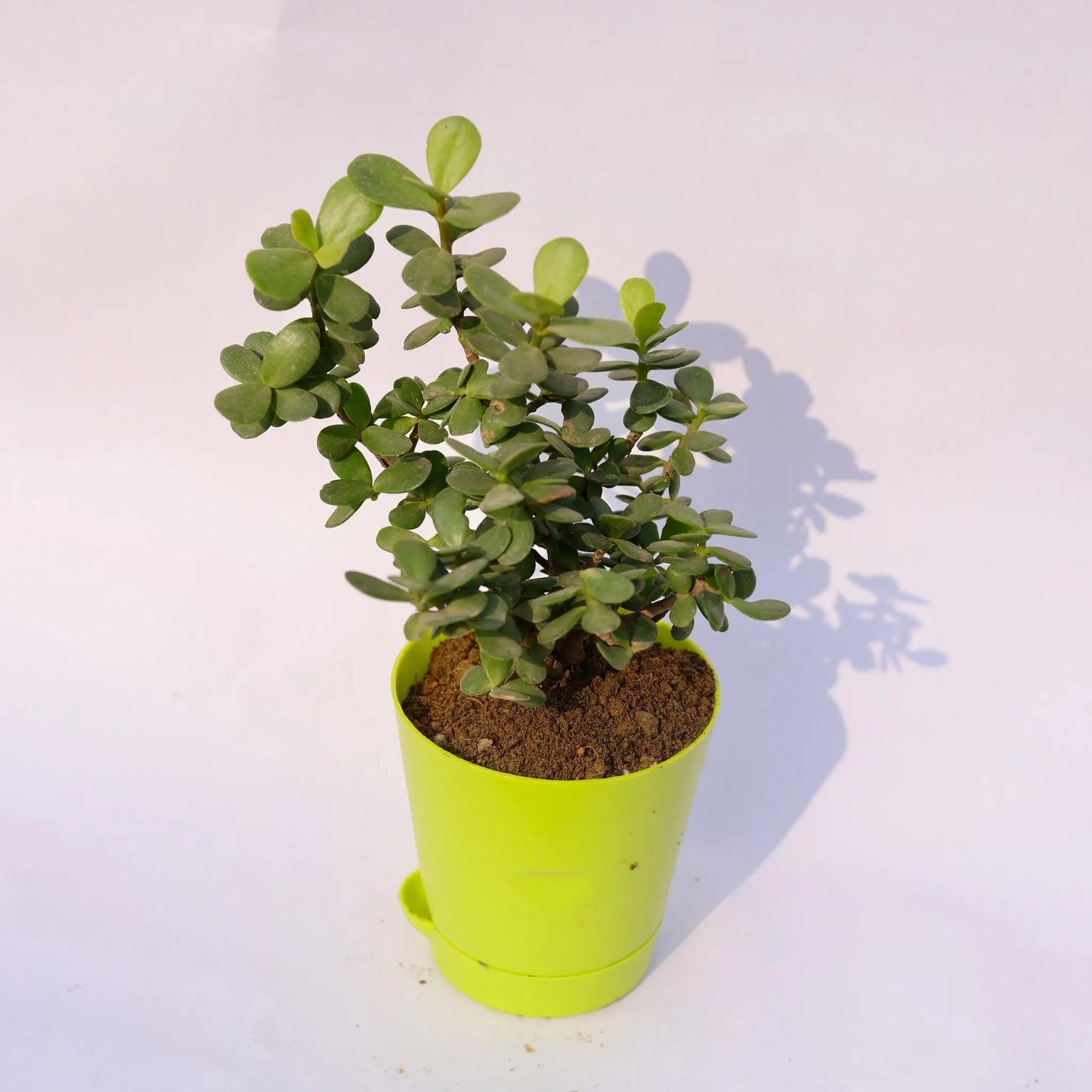 Jade Plant | 4 Inch Green Florence Self Watering Pot