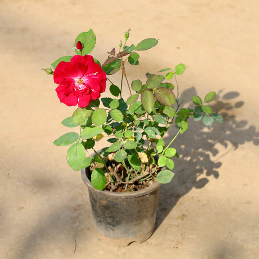 Kashmiri  Rose Red |  8 inch Nursery Pot