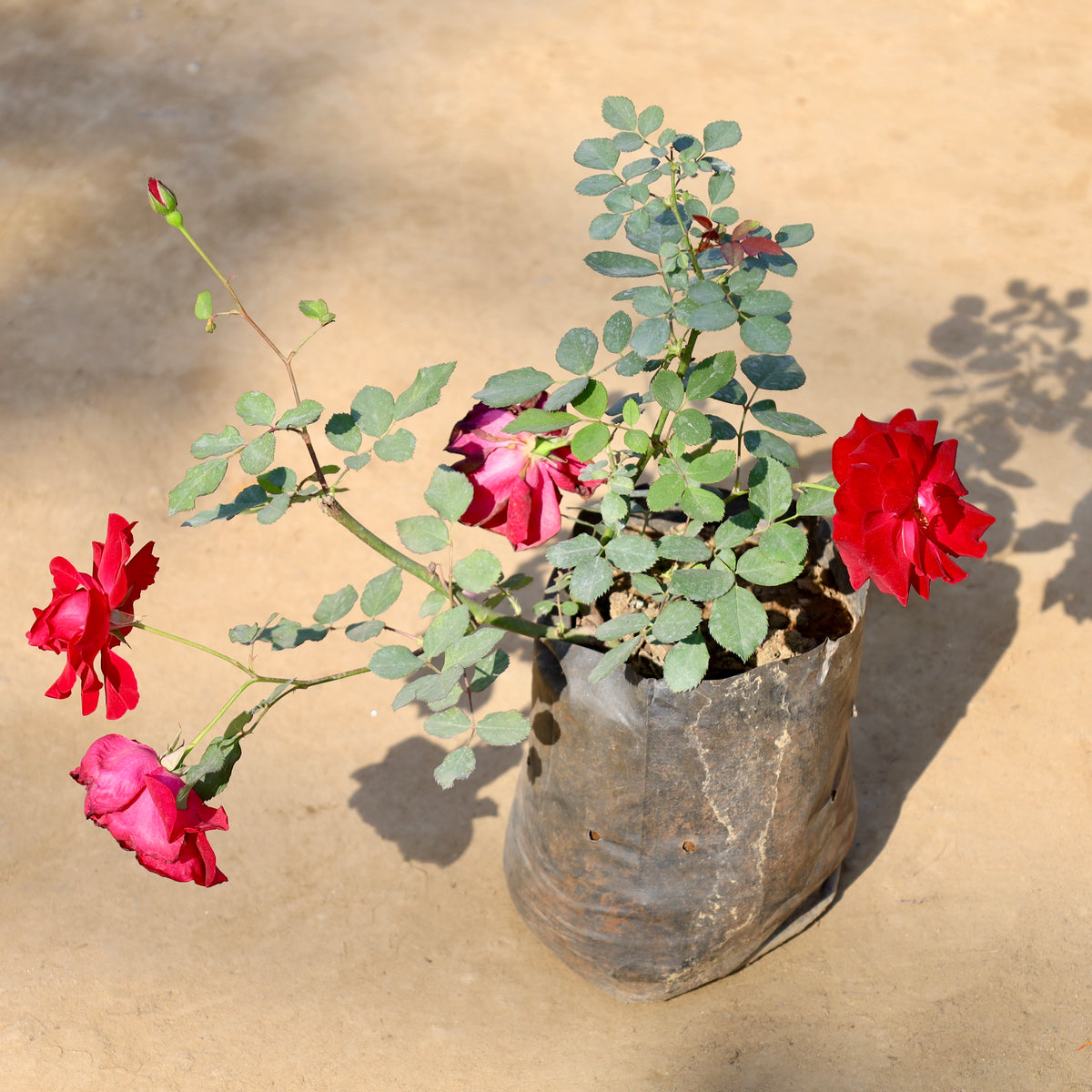 Kashmiri Rose Red |  8 inch Nursery Bag