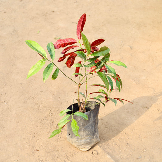 Buy Laila Manjanu | 4 Inch Plant nursery bag โ Outdoor plant online at Limkrt India