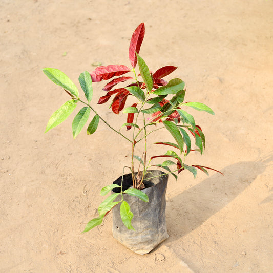 Laila Manjanu |  4 inch nursery bag