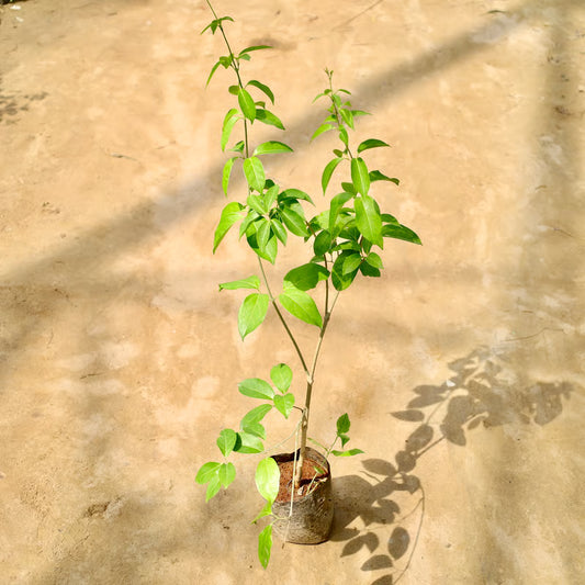 Lassan Bel / Garlic Vine in 8 Inch Nursery Bag