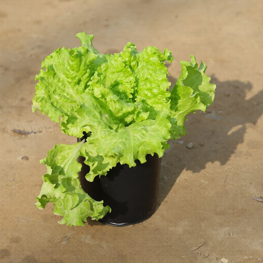 Lettuce Green (Salad Patta) in 4 Inch Nursery Bag