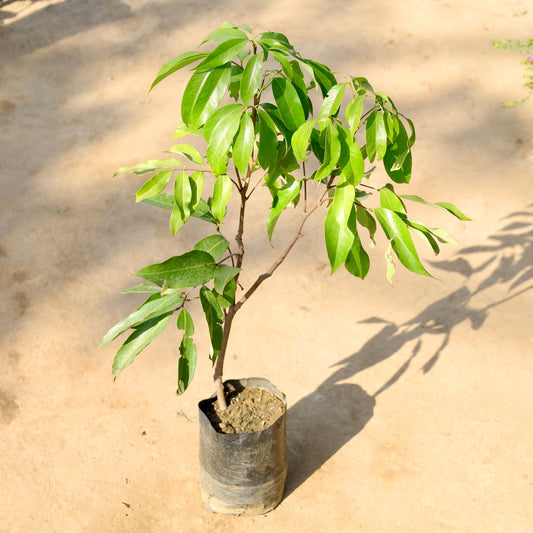 Buy Litchi Plant | 6 Inch Plant nursery bag โ Outdoor plant online at Limkrt India
