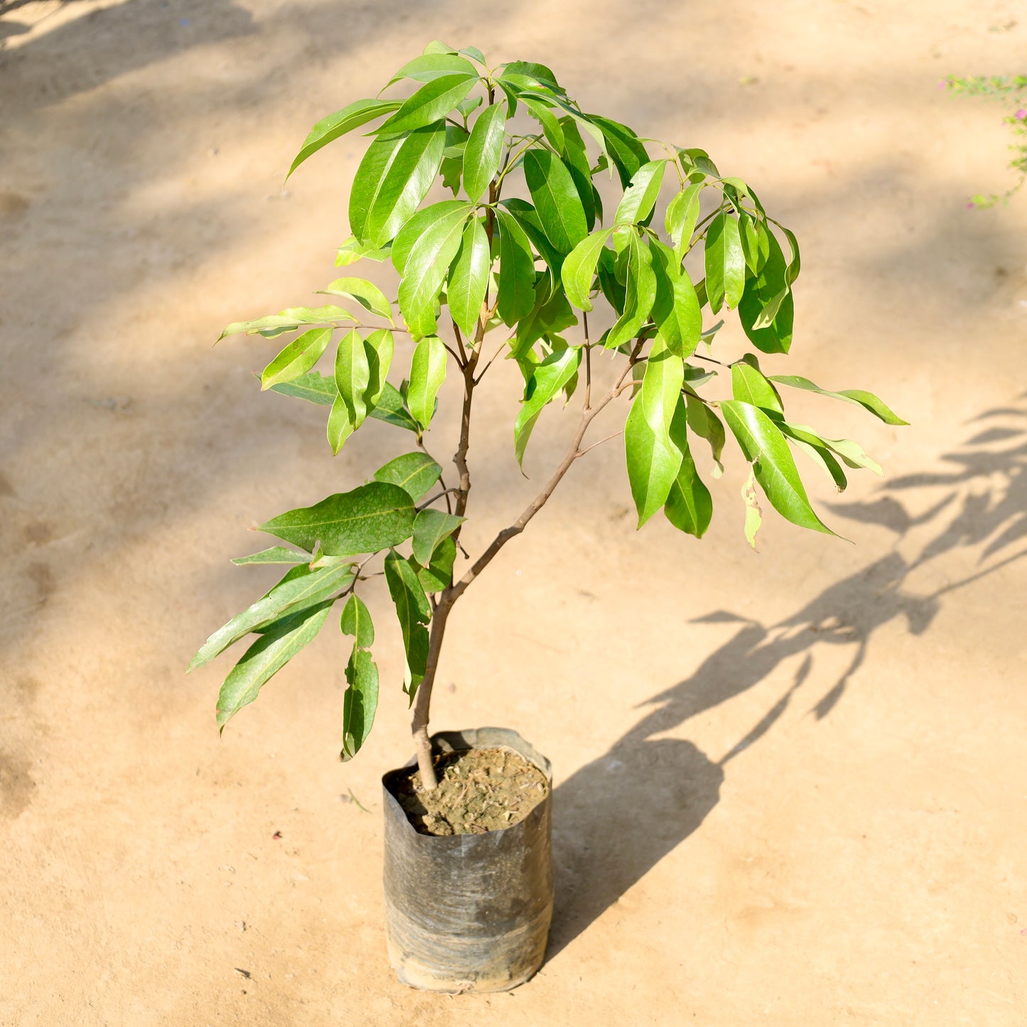 Litchi Plant | 6 inch nursery bag