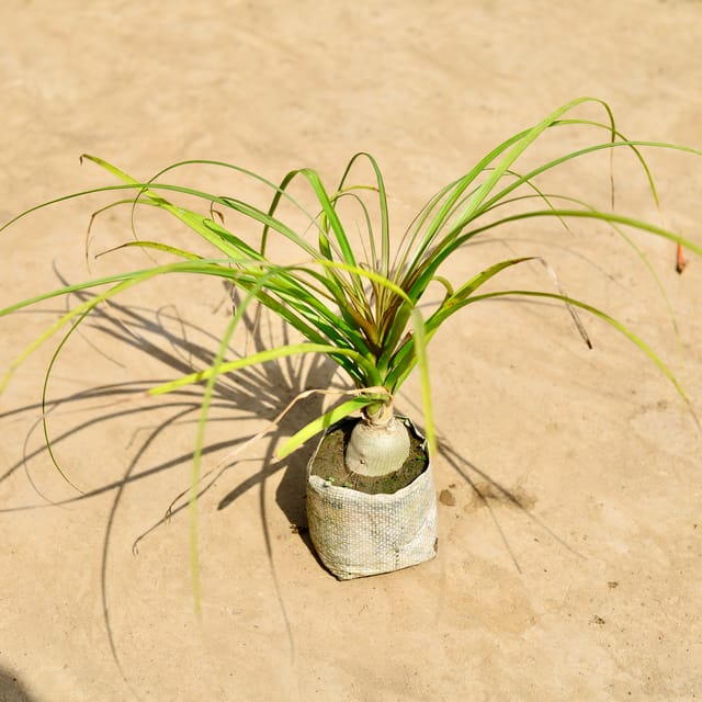 Lolina Palm | 4 inch poly bag