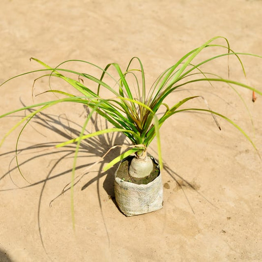 Lolina Palm | 4 inch poly bag