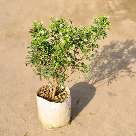 Buy Madhu Kamini Dwarf All time | 8 Inch Plant nursery bag โ Outdoor plant online at Limkrt India