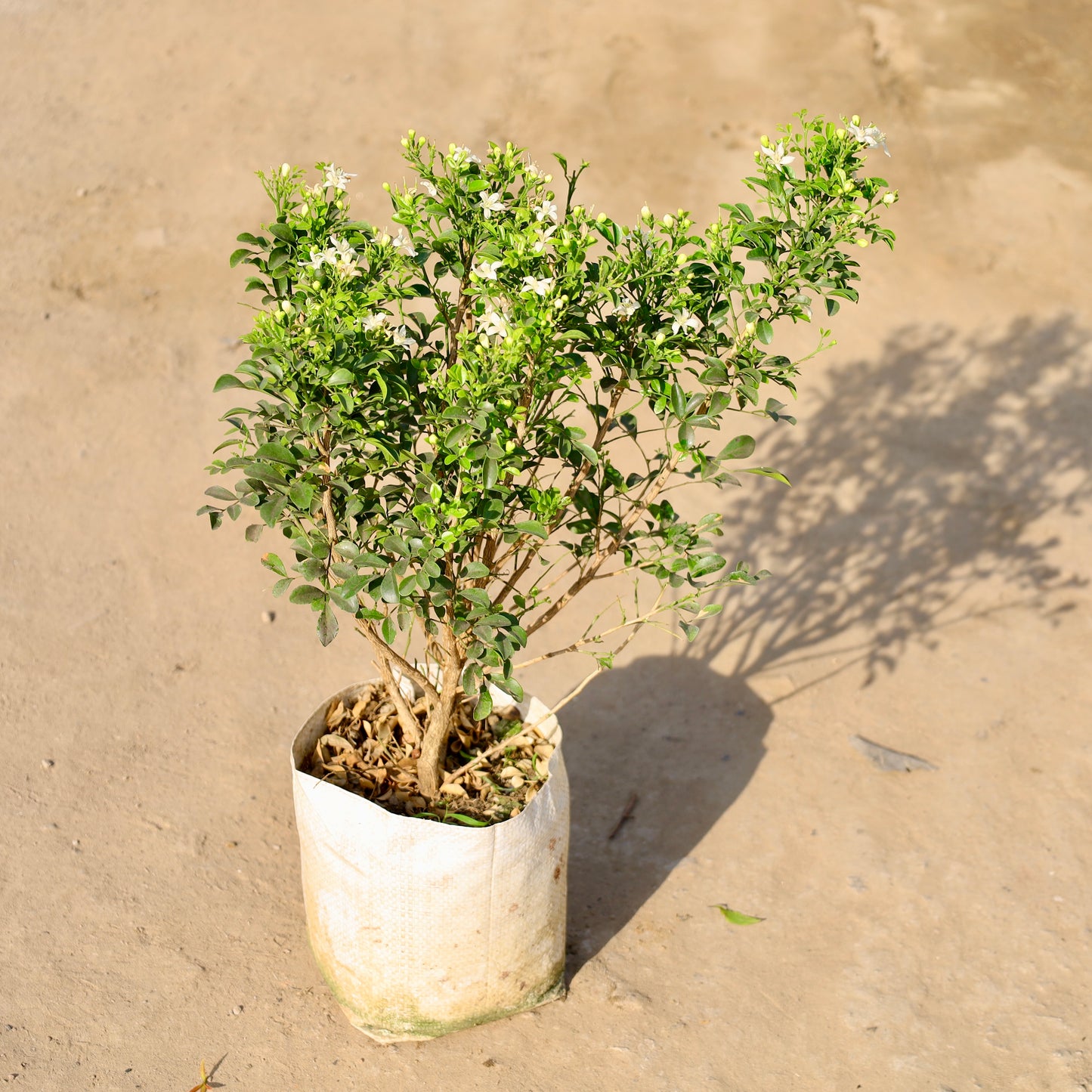 Madhu Kamini Dwarf All time |  8 inch nursery bag