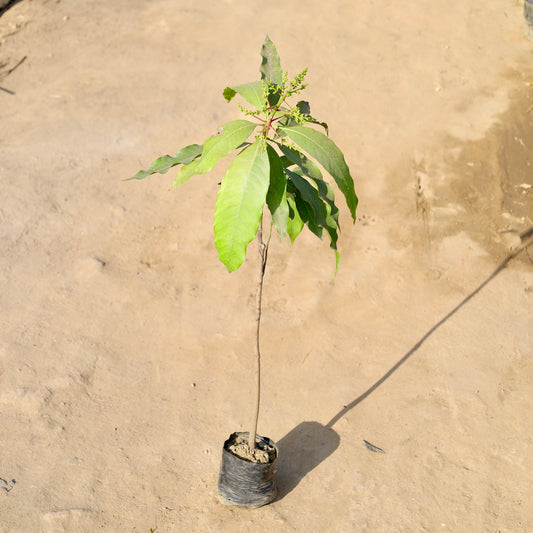 Buy Mango Amrapali Grafted | 5 Inch Plant Nursery bag โ Outdoor plant online at Limkrt India