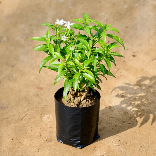 Mini Chandni / Dwarf Chandni | 4 Inch Nursery Bag