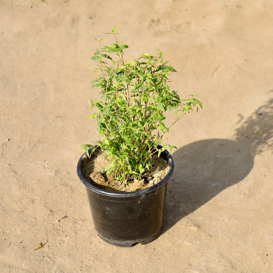 Buy Miniatrure Bamboo | 6 Inch Plant Nursery pot โ Outdoor plant online at Limkrt India