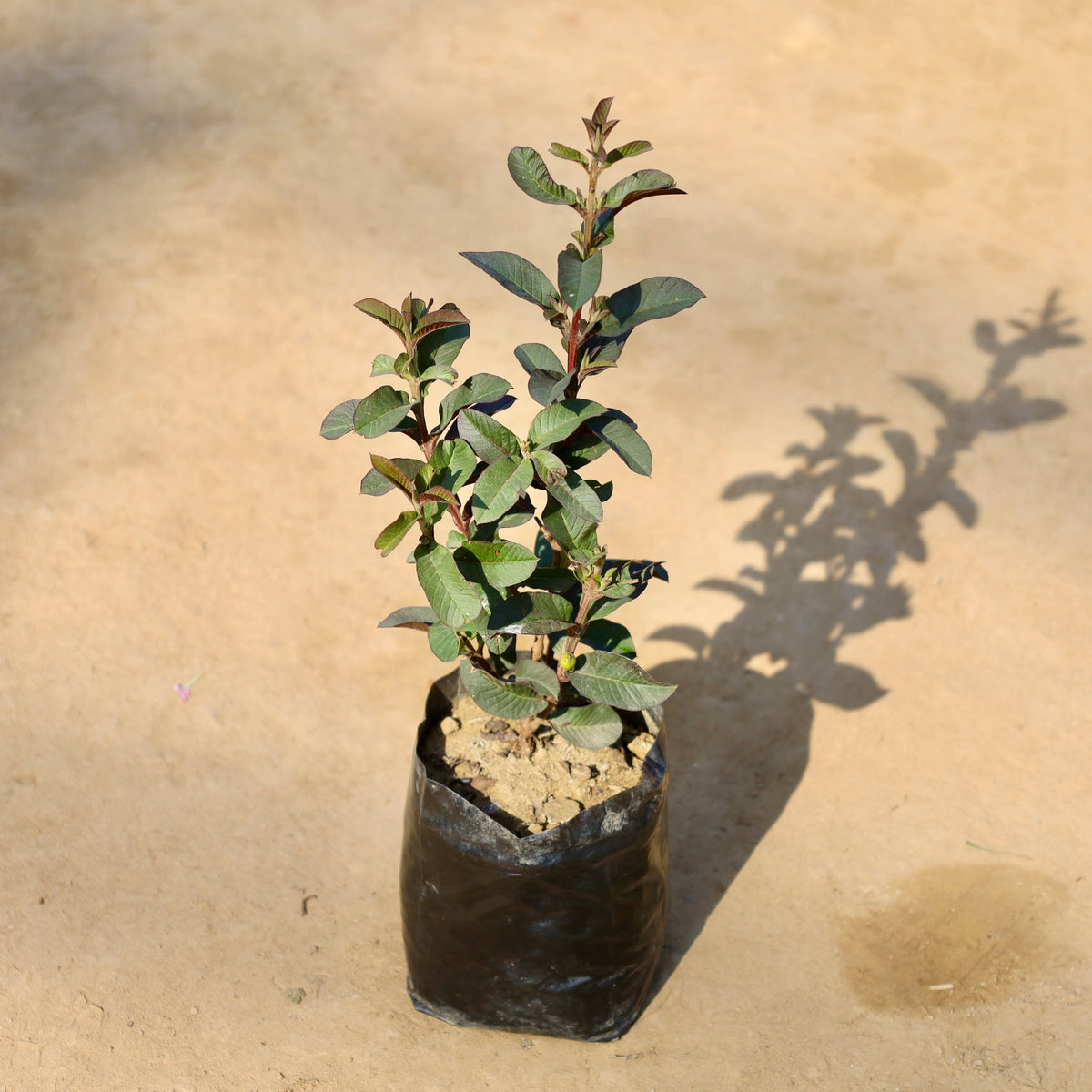 Miniature Guava Black | 5 Inch Nusery Bag