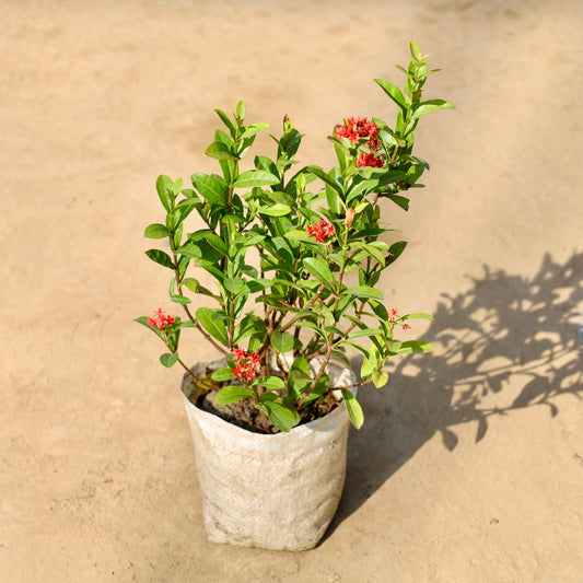 Buy Miniature Ixora Red | 8 Inch Plant nursery bag โ Outdoor plant online at Limkrt India