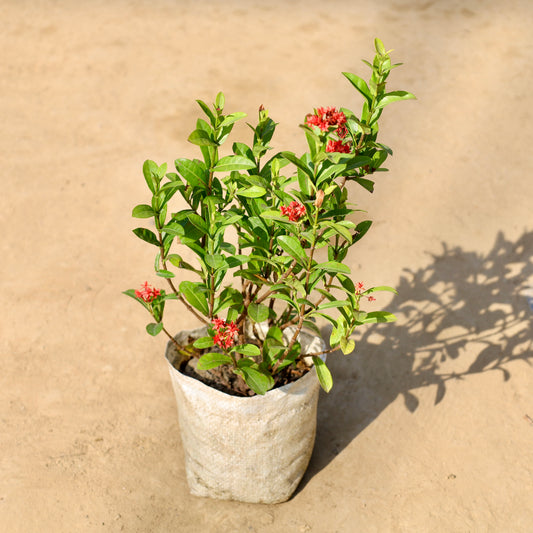 Miniature Ixora Red | 8 inch nursery bag