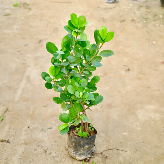 Ficus Moclame in 6 Inch Nursery Bag