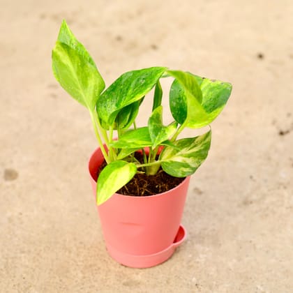 Money Plant Green | 4 Inch Pink Florence Self Watering Pot