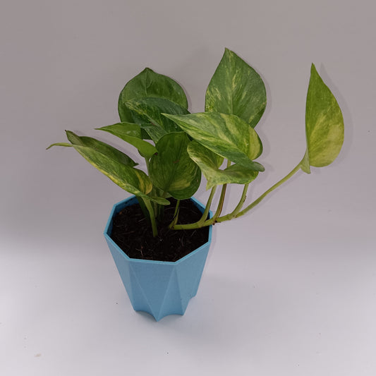 Money Plant Green | 4 inch blue diamanti pot