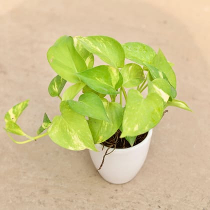 Money Plant Green | 4 inch white classy Ceramic  pot