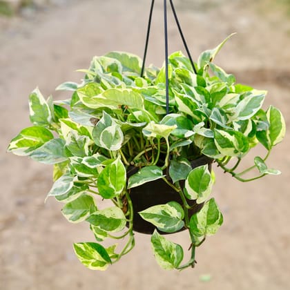 Buy Money Plant N'Joy | 8 Inch Plant hanging basket โ Outdoor plant online at Limkrt India