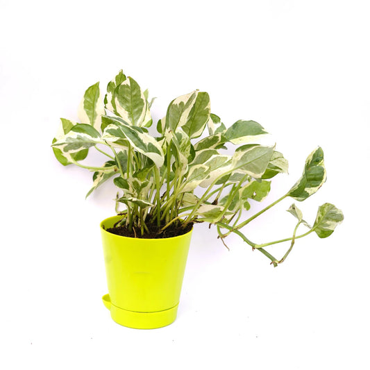 Buy Money Plant N'joy-white pothos | 4 Inch Plant Yellow Florence Self Watering Pot โ Outdoor plant online at Limkrt India