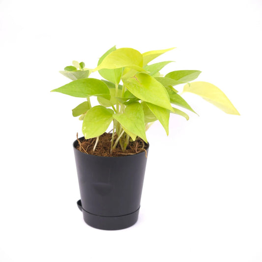 Money Plant Golden / Pothos in 4 inch Black Florence Self Watering Pot