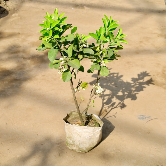 Buy Mosambi-Sweet Lemon | 8 Inch Plant nursery bag โ Outdoor plant online at Limkrt India