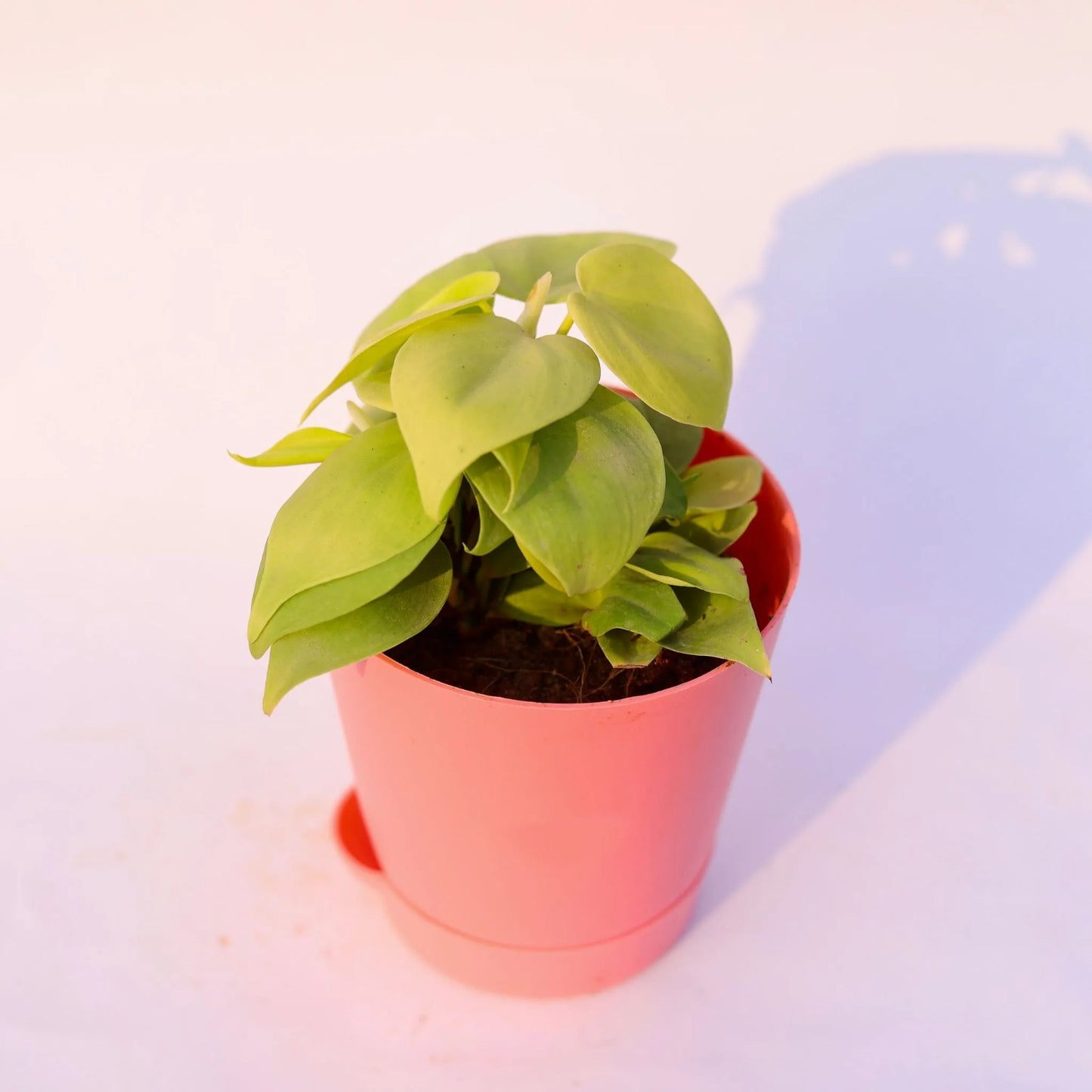 Oxycardium Golden | 4 inch pink florence self watering pot