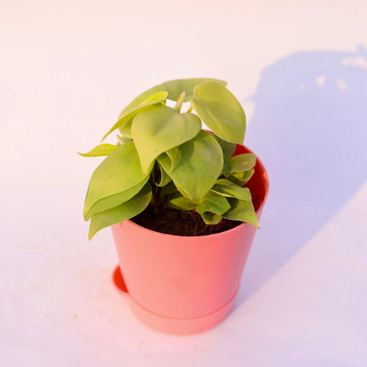 Oxycardium Golden | 4 inch pink florence self watering pot