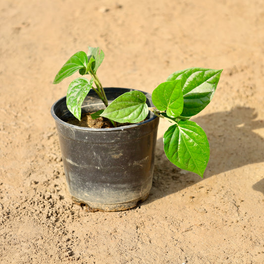 Buy Paan Betel Leaf | 6 Inch Plant Nursery Pot โ Outdoor plant online at Limkrt India
