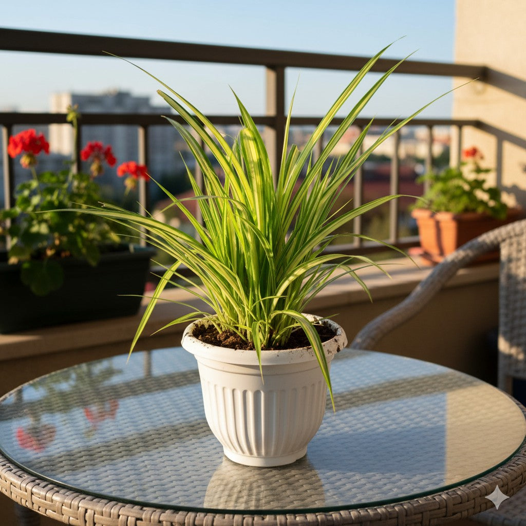 Pandanus / Golden Spider | 8 Inch White Olive Plastic Pot