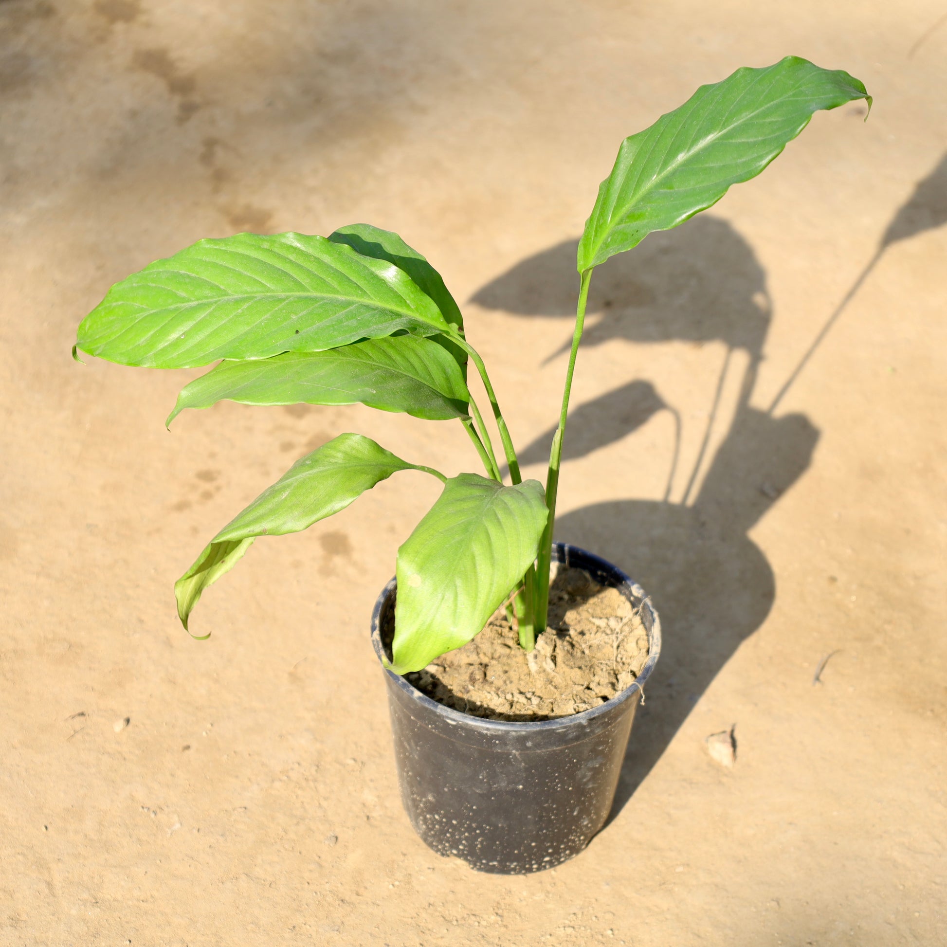 peace lily nursery Peace Lily