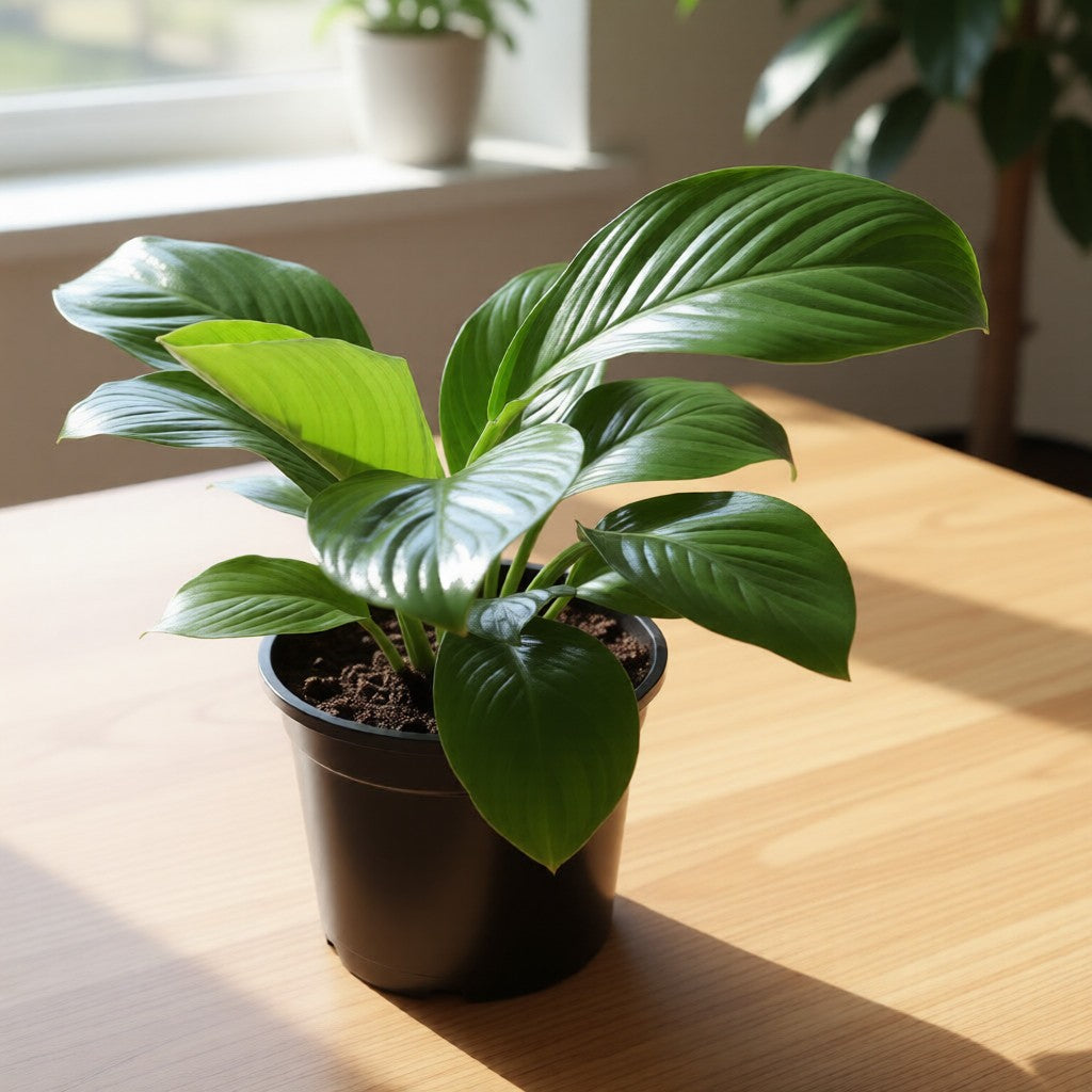 Air Purifier Peace Lily Broad Leaf Hybrid in 6 inch Nursery Pot