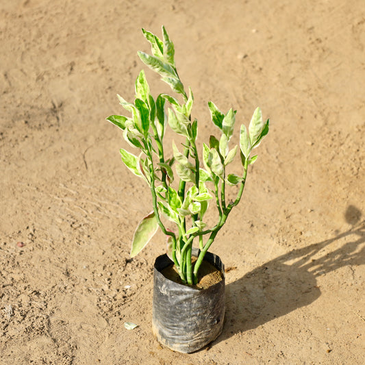 Buy Pedilenthus White | 4 Inch Plant nursery bag โ Outdoor plant online at Limkrt India