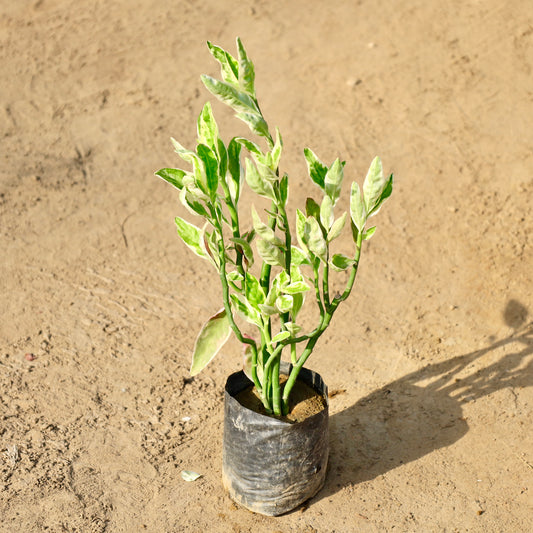 Pedilenthus White | 4 inch nursery  bag