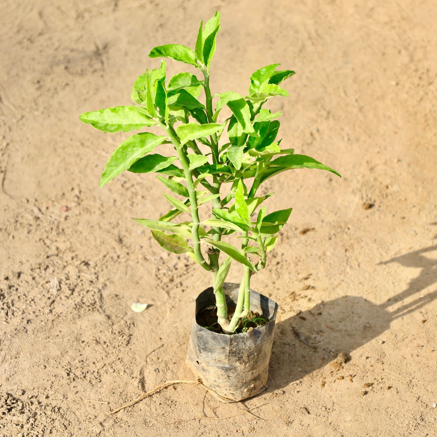 Pedilenthus green | 4 inch nursery bag