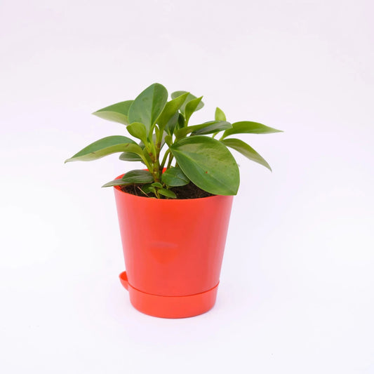 Buy Peperomia Green | 4 Inch Plant Red Florence Self Watering Pot โ Outdoor plant online at Limkrt India