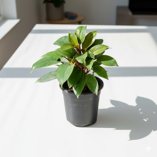 Philedendron Black In 6 inch nursery pot