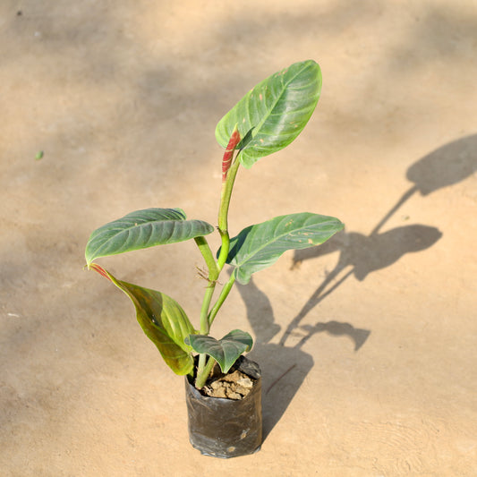 Buy Philodendron Erubescense | 4 Inch Plant nursery bag โ Outdoor plant online at Limkrt India